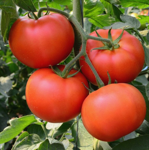 Направите ли тези 7 стъпки в отглеждането на доматите ще имате реколта за чудо и приказ, ще се чудите даже какво да ги правите