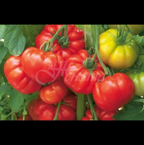 Ето как да изкарате ранни домати още май месец без оранжерии и разсад