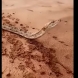 Човек засне на видео, как дава вода на жадна змия насред пустинята