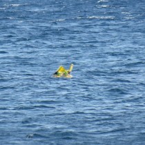 Забравили бебето в морето, с пояс то отплавало километър в открито море (Снимка)