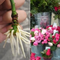 С този трик, ако сте купили рози от цветарски магазин, или са ви ги подарили, всеки може лесно да си завъди корени и да си ги посади