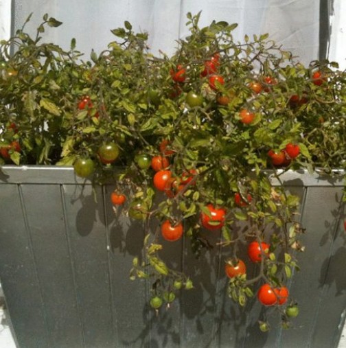 Цяла година гледах доматите на прозореца на съседката под нас-Тази година се престраших и ето, че се получи!