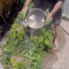 10 изпробвани и доказани методи за отстраняване на плевели от градината ви- накарайте ги да изчезнат веднага