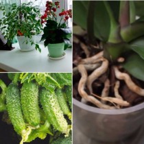Открих средството-чудо за цветята и зеленчуците вкъщи! Подкрепя растежа на растенията, спасява орхидеите и какво ли не!