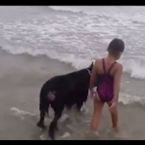 Момиче отива към голяма беда, но вижте какво направи кучето, за да я спаси!