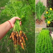 Всяка година на морковите им слагам малко от това и такава реколта излиза, че се чудя на кой да раздавам 