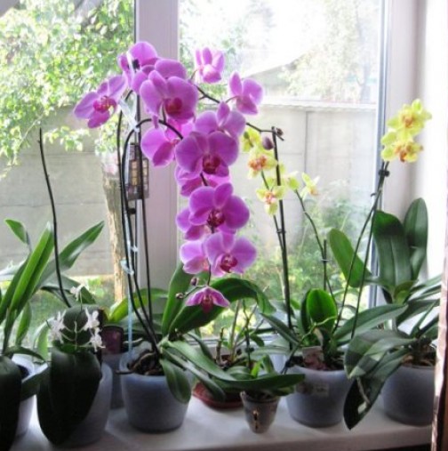 Всички, които си гледат орхидея вкъщи трябва да знаят това, за да не останат неприятно изненадани накрая