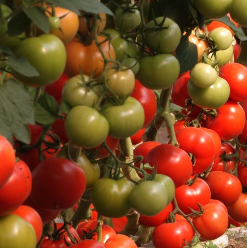 Това е най- важното нещо, което трябва да правите, ако искате голяма реколта домати