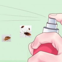Напръскайте във вашия дом и ще се спасите на мига от комари, хлебарки и мухи!  