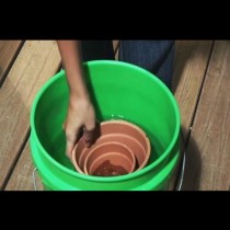 Съседката сложи саксиите в кофа с вода, а за това, което се получи, всички сега й завиждаме! (Видео)