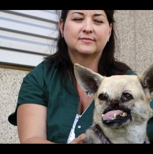 Ветеринарят посъветва собственици на евтаназия осакатената животното. Куче-героиня чака ужасна съдба