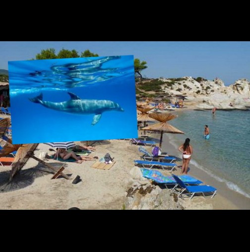 (Видео) Това не се вижда често - Туристите на гръцките плажове останаха изненадани, от това, което видяха в морето!