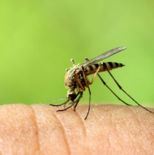 Ето кои хора са най- хапани от комари и защо? Вие от тях ли сте?