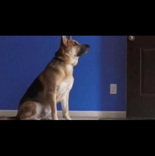 (Видео) Забелязали, че кучето им не спи вечер, а застава пред стаята им и ги наблюдава. Когато разберете причината, ще се натъжите