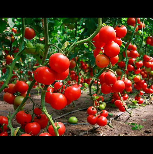 Как да поливаме правилно доматите в различните периоди на развитие