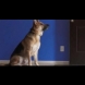 (Видео) Забелязали, че кучето им не спи вечер, а застава пред стаята им и ги наблюдава. Когато разберете причината, ще се натъжите