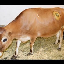 Фермерите в Швейцария правят огромни дупки в корема на крави заради тази странна причина!
