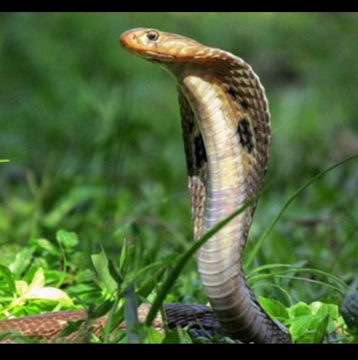 Ето това е "най-веселата" кобра в света! И има защо да се нарече така!