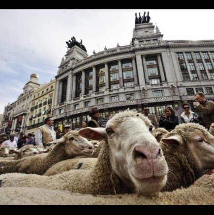 2000 овце дефилираха на парад в Мадрид