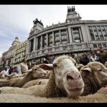 2000 овце дефилираха на парад в Мадрид