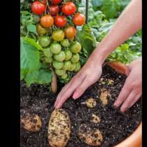 Вижте растението, което ражда картофи и домати едновременно!