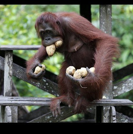 Индонезийски орангутани се прибраха у дома