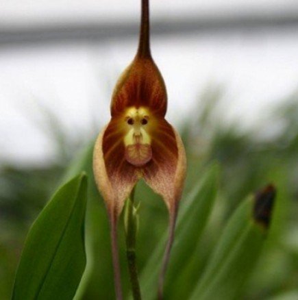 Невероятно чудо на природата-орхидея-маймуна!