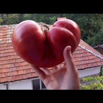Ето къде у нас отгледаха огромен домат с формата на сърце