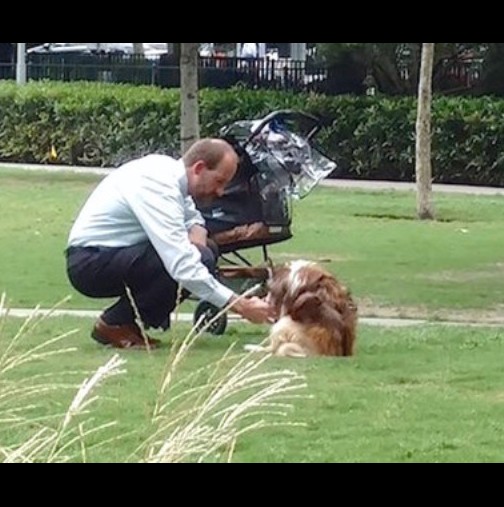 Мъж случайно засне мъж с празна бебешка количка и куче-Историята зад тази снимка е покъртителна