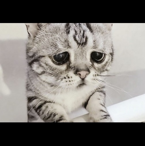 Запознайте се с най-тъжната котка (Снимки)