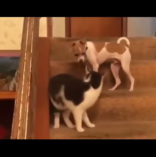 Строга котка плясна шамар на палаво куче и съвсем се "шашна" от това, което последва