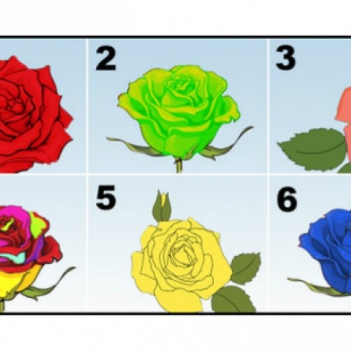 Изберете си роза и ще разберете нещо много интересно-Шарената роза-Всички ви харесват, бледорозов цвят говори за нежност