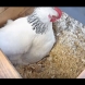 Мислеха, че кокошката носи яйце, но когато се загледаха по-добре, видяха, това е наистина необичайно 
