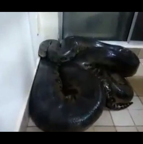 Той намери огромна змия в дома си-Ето какво се случи, когато я докосна!