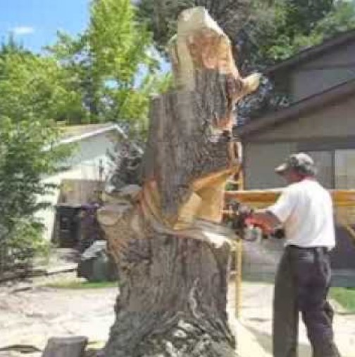 (Видео) Той реши да отреже старото дърво в двора и когато свърши, всички останаха без думи!