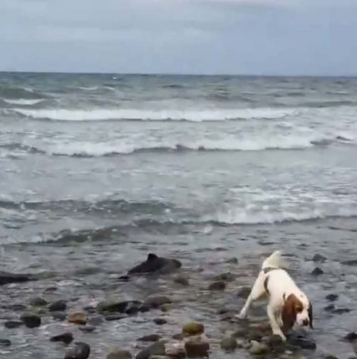 Забелязали, че кучето им се държи странно на плажа. Когато се приближили, имало какво да видят (Видео)