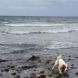 Забелязали, че кучето им се държи странно на плажа. Когато се приближили, имало какво да видят (Видео)