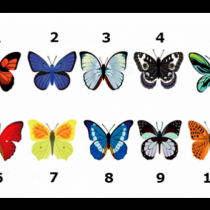 Най-силната ви женска черта показва пеперудата, която изберете, така че, бъдете внимателни