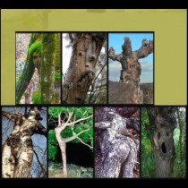 Тест: Кое дърво най-много прилича на човек