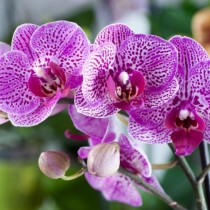 Ако последвате тези важни съвети, три пъти тази година ще видите цветовете на орхидеята си