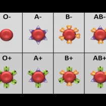 Вече е ясно коя кръвна група е най-податлива към болести и коя е най-устойчива