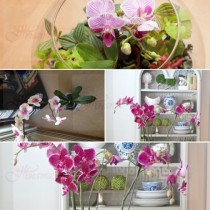 Реших да пресадя орхидеите по необичаен начин ... Когато гостите видяха моите красавици, ахнаха!