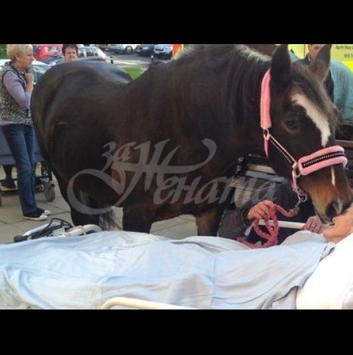 Трогателна история-Пациентка, болна от рак си взима последно сбогом с любимия си кон