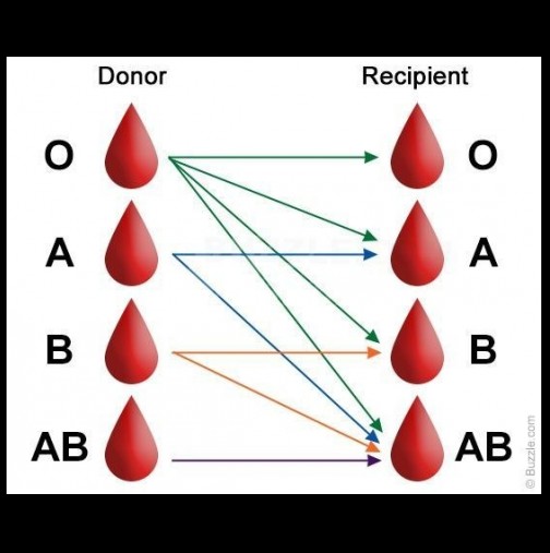Какво казва за вас кръвната ви група?