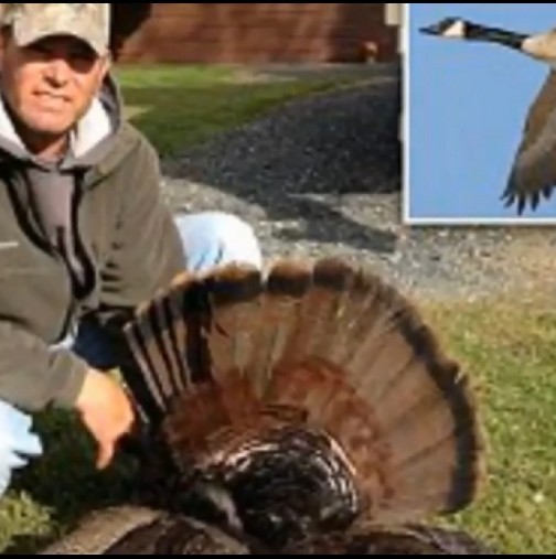 Ловец застреля гъска, но получи отмъщението ѝ