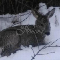 Мъж спаси малка сърничка от свирепи кучета в Бояна