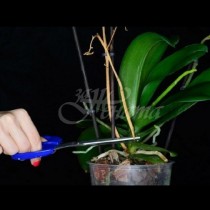 Какво да правим, ако орхидеята не иска да цъфти-Супер прост способ, който я кара бързо да цъфне