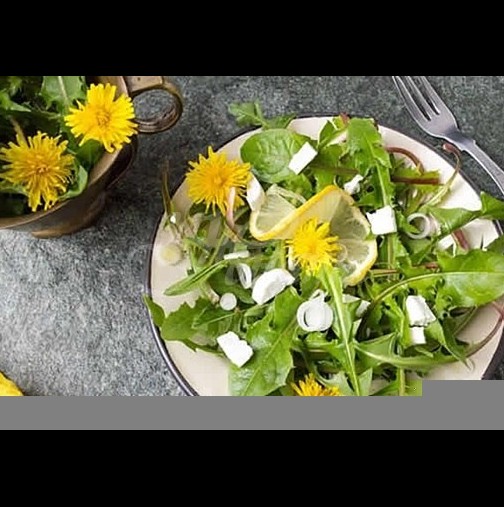 Салата от глухарчета-Рецепта за истинска пролетна салата-Бомба от витамини и полезни съставки