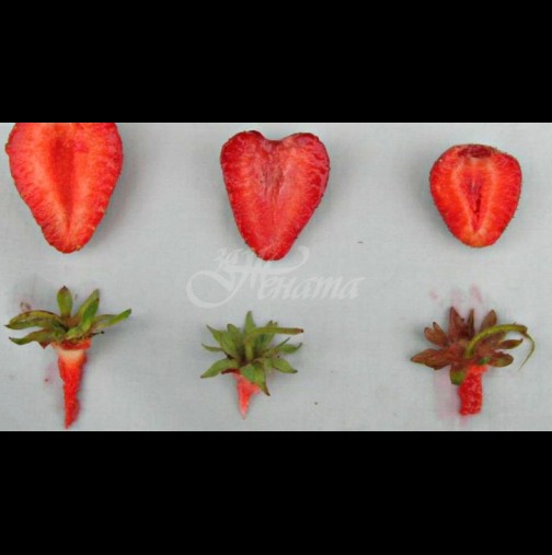 Търговец на едро ни сподели как да си избираме ягоди-  5 тайни, с които никога няма да сбъркате в избора си