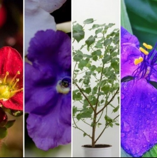 Енергията е важна: Пет стайни цветя, които привличат любовта към вашия дом